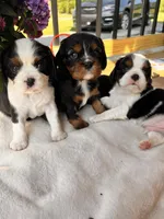 Dash, a male Cavalier King Charles Spaniel for sale in Crossville, TN – Photo 4 of 4