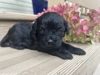 Little Bear, a male Cavapoo for sale in Crossville, TN – 3 of 5