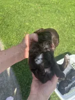 Rocky, a male Cavapoo for sale in Crossville, TN – 3 of 7