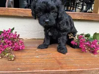 Boston, a male Cavapoo for sale in Crossville, TN – 5 of 8