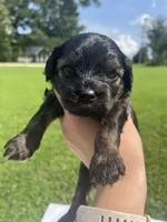 Brookie, a female Cavapoo for sale in Crossville, TN – 4 of 5