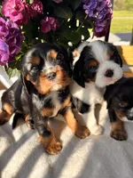 Max, a male Cavalier King Charles Spaniel for sale in Crossville, TN – 5 of 5