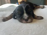 Nash, a male Cavalier King Charles Spaniel for sale in Crossville, TN – Photo 2 of 5