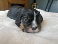 Nash, a male Cavalier King Charles Spaniel for sale in Crossville, TN – Photo 3 of 5