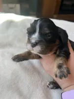 Nash, a male Cavalier King Charles Spaniel for sale in Crossville, TN – Photo 4 of 5