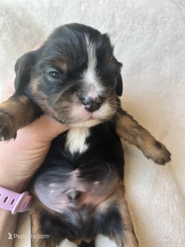 Nash – Cavalier King Charles Spaniel puppy for sale in Crossville, TN