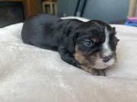 Nash, a male Cavalier King Charles Spaniel for sale in Crossville, TN – Photo 5 of 5