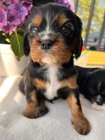 Max, a male Cavalier King Charles Spaniel for sale in Crossville, TN – 3 of 5