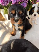 Max, a male Cavalier King Charles Spaniel for sale in Crossville, TN – 4 of 5