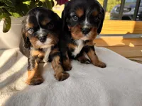 Max, a male Cavalier King Charles Spaniel for sale in Crossville, TN – 2 of 5