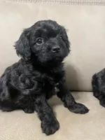 Boston, a male Cavapoo for sale in Crossville, TN – 8 of 8