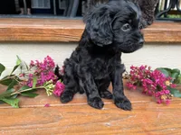 Rex, a male Cavapoo for sale in Crossville, TN – 8 of 10