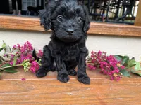 Rex, a male Cavapoo for sale in Crossville, TN – 4 of 10