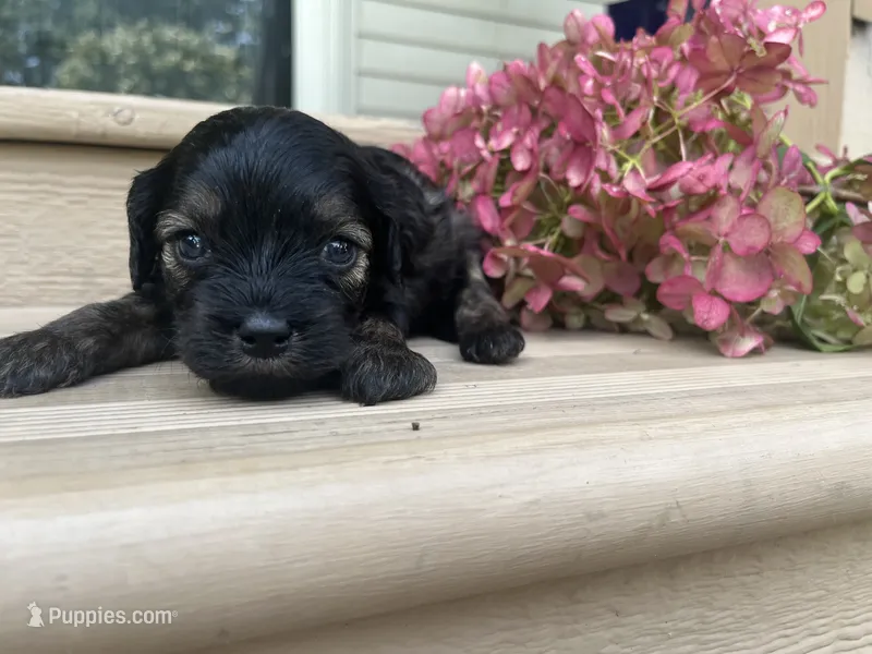Brookie, a female Cavapoo for sale in Crossville, TN – 1 of 5