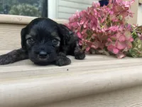 Brookie, a female Cavapoo for sale in Crossville, TN – 1 of 5
