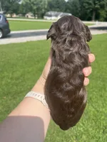 Rocky, a male Cavapoo for sale in Crossville, TN – 6 of 7