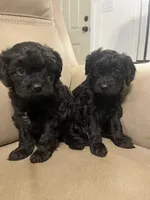 Rex, a male Cavapoo for sale in Crossville, TN – 3 of 10
