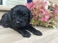Little Bear, a male Cavapoo for sale in Crossville, TN – 5 of 5