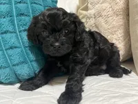Boston, a male Cavapoo for sale in Crossville, TN – 7 of 8