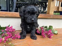 Boston, a male Cavapoo for sale in Crossville, TN – 4 of 8