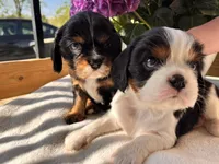 Charlie, a male Cavalier King Charles Spaniel for sale in Crossville, TN – Photo 10 of 10