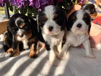 Charlie, a male Cavalier King Charles Spaniel for sale in Crossville, TN – Photo 8 of 10