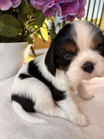 Charlie, a male Cavalier King Charles Spaniel for sale in Crossville, TN – Photo 5 of 10