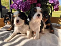 Charlie, a male Cavalier King Charles Spaniel for sale in Crossville, TN – Photo 9 of 10