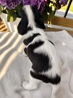 Charlie, a male Cavalier King Charles Spaniel for sale in Crossville, TN – Photo 6 of 10