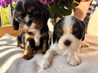 Charlie, a male Cavalier King Charles Spaniel for sale in Crossville, TN – Photo 3 of 10