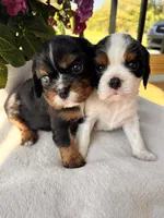 Charlie, a male Cavalier King Charles Spaniel for sale in Crossville, TN – Photo 4 of 10