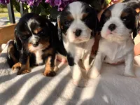 Charlie, a male Cavalier King Charles Spaniel for sale in Crossville, TN – Photo 7 of 10