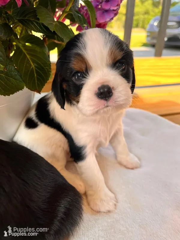 Mario – Cavalier King Charles Spaniel puppy for sale in Crossville, TN