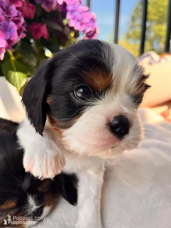 Pluto – Cavalier King Charles Spaniel puppy for sale in Crossville, TN