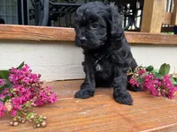 Boston, a male Cavapoo for sale in Crossville, TN – 3 of 8