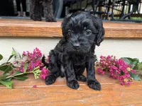 Rex, a male Cavapoo for sale in Crossville, TN – 2 of 10