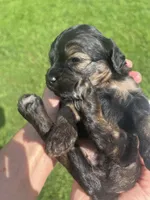 Brookie, a female Cavapoo for sale in Crossville, TN – 3 of 5
