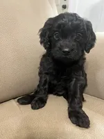 Rex, a male Cavapoo for sale in Crossville, TN – 5 of 10