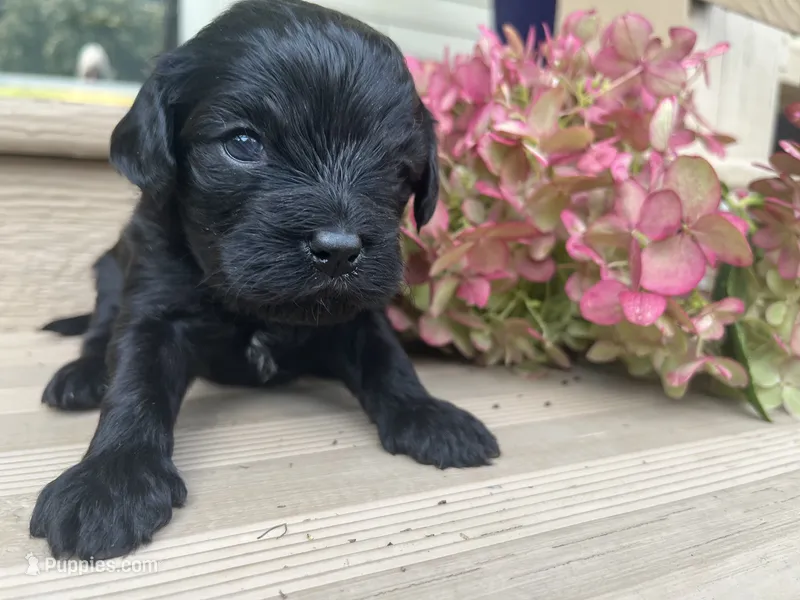 Little Bear, a male Cavapoo for sale in Crossville, TN – 1 of 5