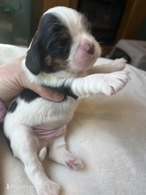 Boston, a male Cavalier King Charles Spaniel for sale in Crossville, TN – Photo 1 of 4