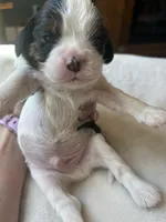 Boston, a male Cavalier King Charles Spaniel for sale in Crossville, TN – Photo 3 of 4