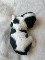 Boston, a male Cavalier King Charles Spaniel for sale in Crossville, TN – Photo 4 of 4