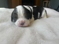 Boston, a male Cavalier King Charles Spaniel for sale in Crossville, TN – Photo 2 of 4