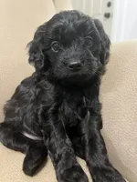 Rex, a male Cavapoo for sale in Crossville, TN – 10 of 10