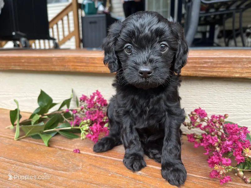 Rex – Cavapoo puppy for sale in Crossville, TN