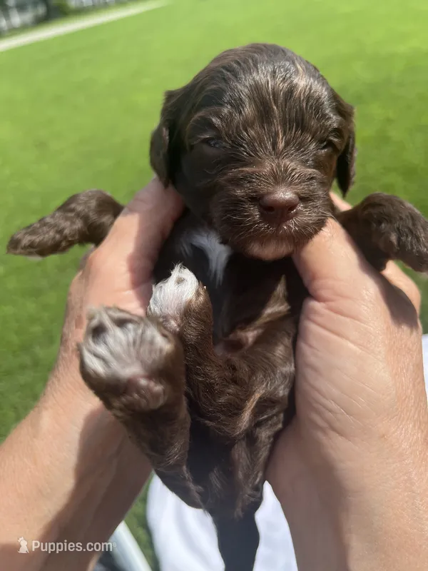 Rocky, a male Cavapoo for sale in Crossville, TN – 1 of 7