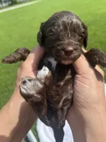Rocky, a male Cavapoo for sale in Crossville, TN – 1 of 7
