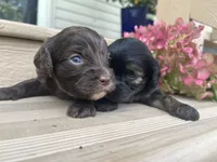 Rocky, a male Cavapoo for sale in Crossville, TN – 5 of 7