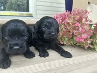 Little Bear, a male Cavapoo for sale in Crossville, TN – 4 of 5