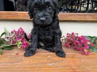 Rex, a male Cavapoo for sale in Crossville, TN – 6 of 10